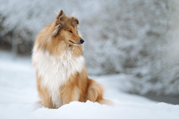 Haariger Hund sitzt auf schneebedeckter Landfläche