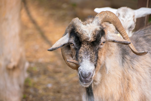 Haariges Ziegenporträt mit lockigen Hörnern im Zoo, Säugetiere