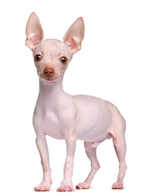 Haarlose Chihuahua, 5 Monate alt, stehend