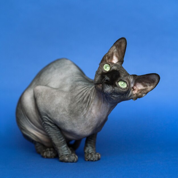 Haarlose kanadische Sphynx-Katze Porträt der weiblichen Katze auf blauem Hintergrund