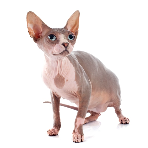 Haarlose Sphynx-Katze