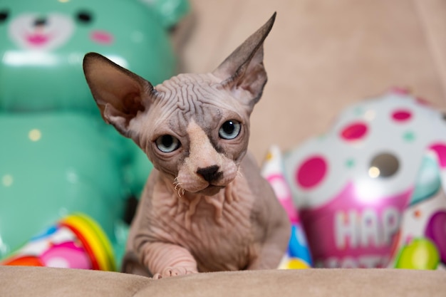 Haarloses Sphynx-Kätzchen feiert Geburtstag, ein Feiertag für seine geliebte Katze