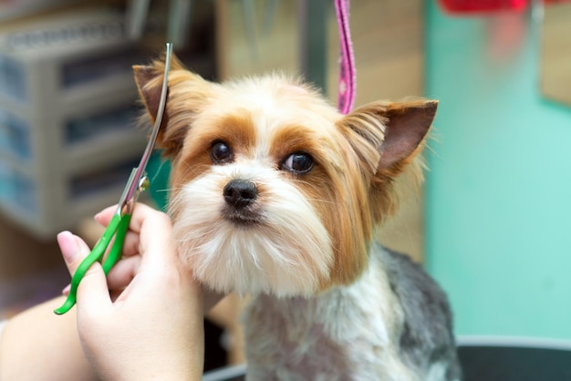 Haarschnitt mit einer Schere an den Ohren eines Yorkshire-Terriers in einem Pflegesalon in der Nähe