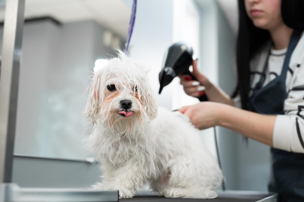 Haarschnitt und Pflege im Schönheitssalon für Hunde