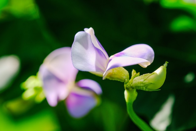 Las habas hermosas de Yardlong florecen en el jardín en tropical.