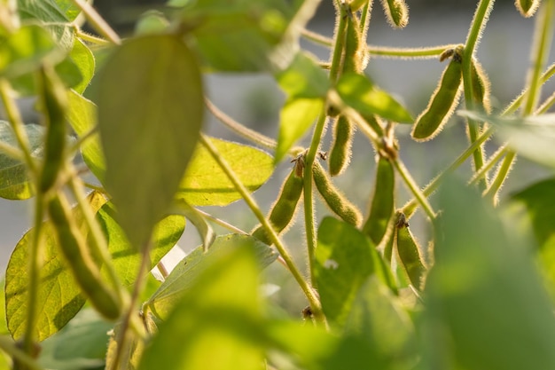 Habas de soja verdes listas en el campo de un granjero. Concepto de producción agrícola