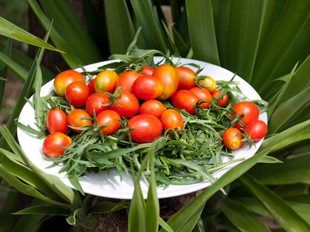 Habe gerade Tomaten gepflückt