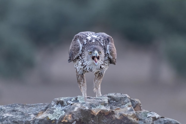 Habichtsadler Aquila fasciata thront auf einem Felsen