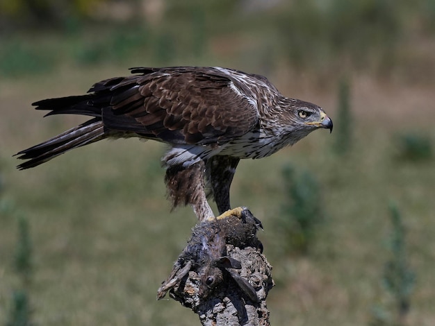 Foto habichtsadler aquila fasciata