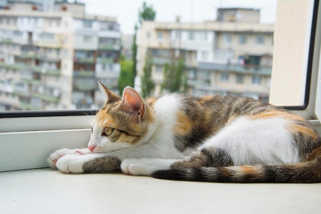 En la habitación del alféizar de la ventana se encuentra un gato tricolor y mira por la ventana.