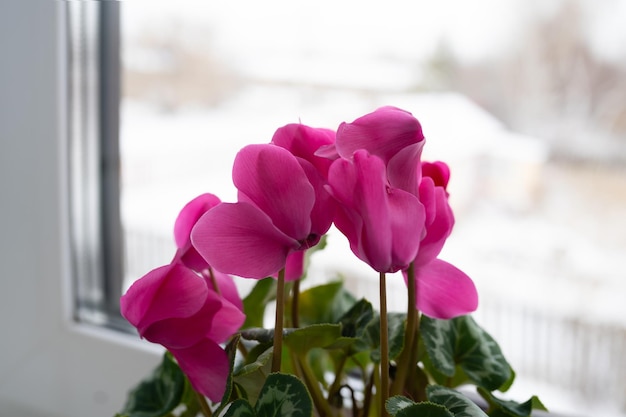 habitación ciclamen rosa en la ventana. hermosa flor rosa en la ventana