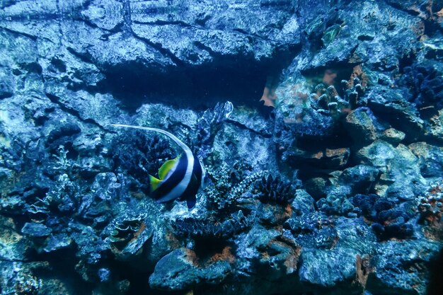 Habitante rayado de la foto de aguas profundas con una copia del espacio.