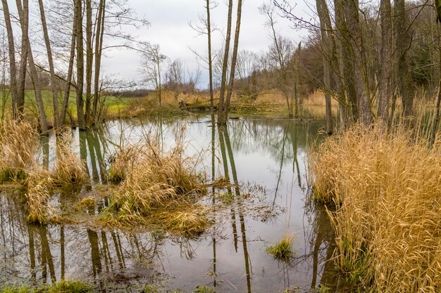 Habitat do castor