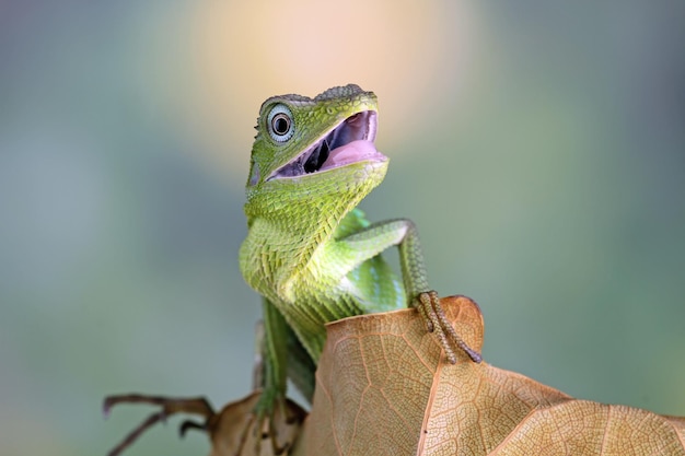 habitat do lagarto verde na Indonésia lagarto jubata