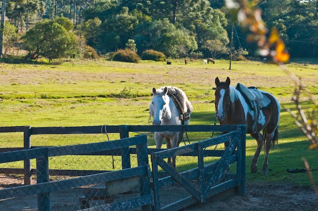 Hábitos y costumbres del pueblo gaucho de las montañas de Santa Catarina y Rio Grande do Sul