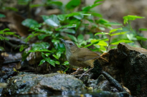 Hablador de Abbott (Malacocincla abbotti)