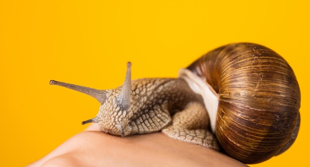 Hacer dieta y comer delicatessen. mariscos y comer moluscos. granja de caracoles. Crema de caracol buena para la piel contra las arrugas. llegar más rápido. concepto de movimiento lento. concepto de velocidad. Shell es su hogar.