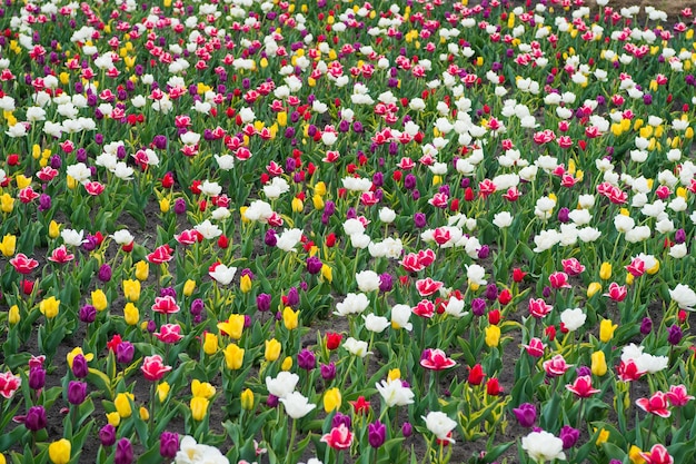 Haciendo tu vida brillante y colorida. paisaje de la naturaleza en Europa. flores frescas de primavera. recoger el ramo. flores vibrantes multicolores. campo con tulipanes. campo de tulipanes con varios tipos y colores.