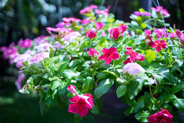 Hackeando flores en el jardín