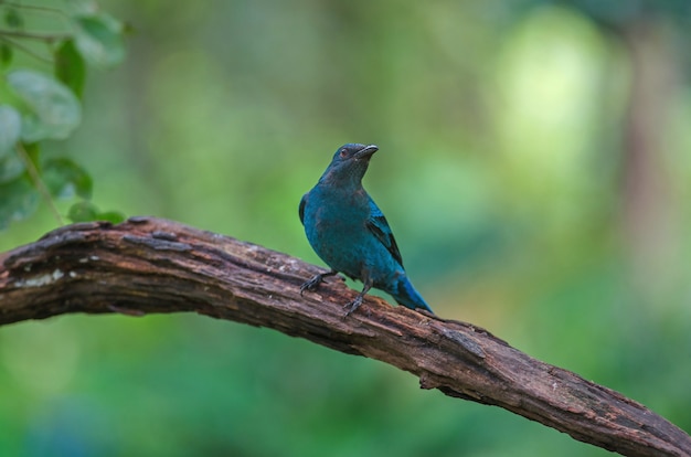 Hada asiática hembra Bluebird (Irena puella) posada en la rama de un árbol