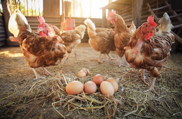 Hähnchen mit rohen Bio-Eiern auf dem Boden von der Hühnerfarm lokaler Tiere für ein gutes Rohkostkonzept für Menschen