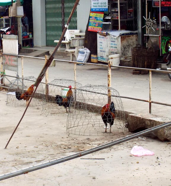 Foto hähne in drahtkäfigen - vietnam