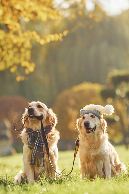 Hält das Halsband im Mund Zwei wunderschöne Golden Retriever-Hunde gehen zusammen im Park spazieren