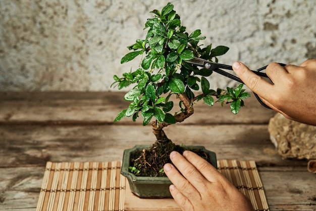 Foto hände beschneiden einen bonsai-baum