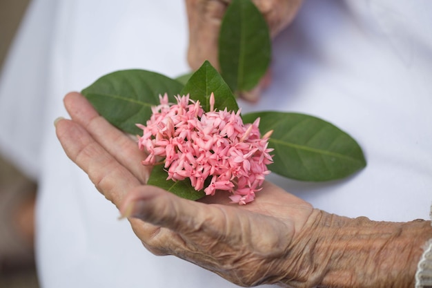 Hände der alten Frau, die eine Blume hält