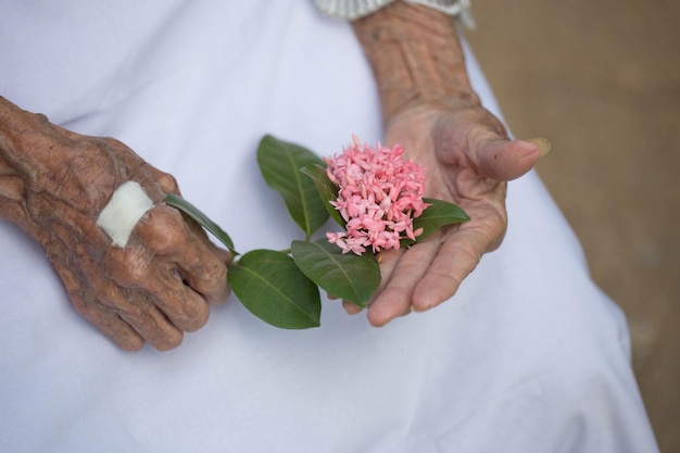 Hände der alten Frau, die eine Blume hält