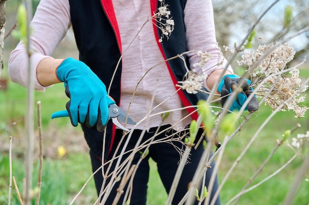 Hände der Gärtnerin in Handschuhen mit Gartenschere, die Hortensienbusch beschneidet