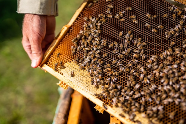 Hände des Imkers, die einen Holzrahmen mit Insekten zeigen Bienenwabenbienenhaus