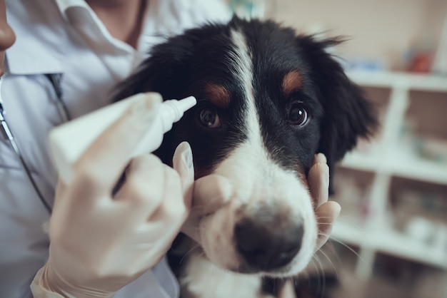 Hände des Tierarztes in Handschuhen tragen Augentropfen für Hund auf