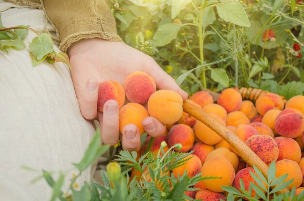 Hände, die Aprikosen im Garten halten