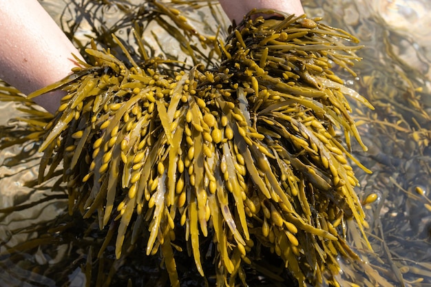 Hände, die ein Bladderwrack-Algen am Strand halten Fucus vesiculosus