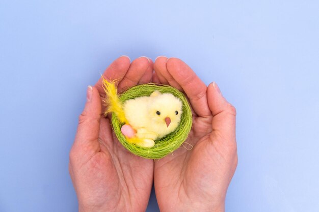 Hände, die ein hausgemachtes grünes Nest mit einem gelben Huhn und Eiern auf blauem Hintergrund halten