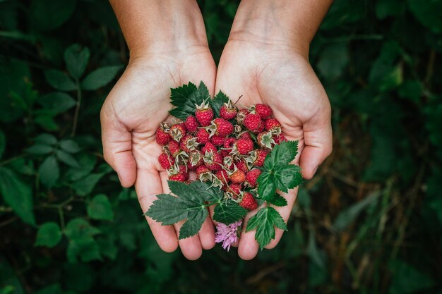 Hände, die frische wilde Himbeeren halten