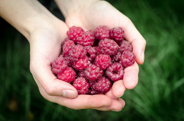 Hände, die Himbeeren im Garten halten