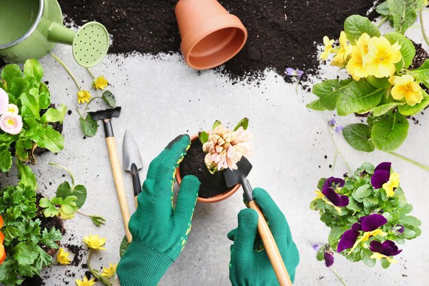 Hände, die Hyazinthenblume auf hellem Hintergrund pflanzen