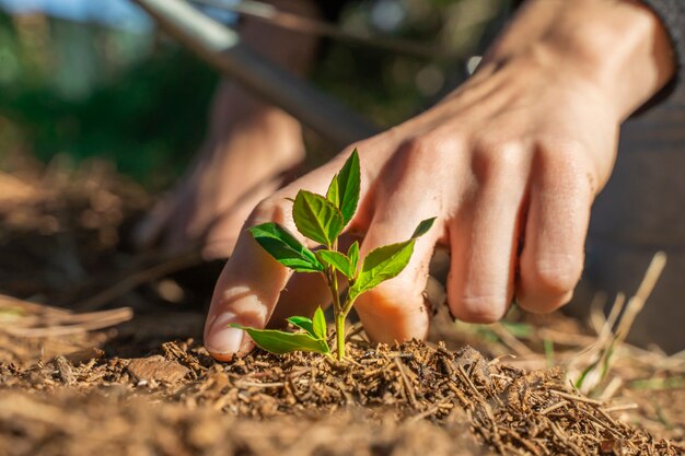 Hände, die junge grüne Pflanze im Garten mit Sonnenlicht berühren