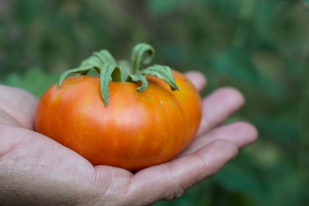 Hände, die reife Tomatenfrucht vom Bio-Garten ernten