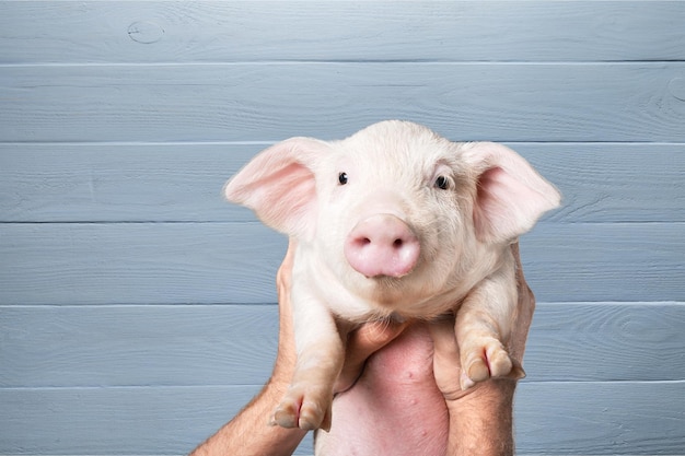 Hände, die süßes Ferkel auf Holzuntergrund halten