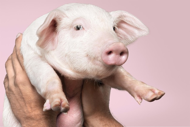 Hände, die süßes Ferkel auf rosa Hintergrund halten