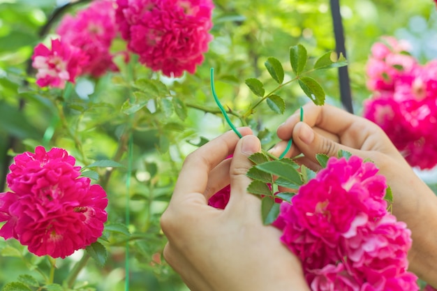 Hände, die Zweige mit dem Weben von Rosenblumen auf Zaununterstützung binden