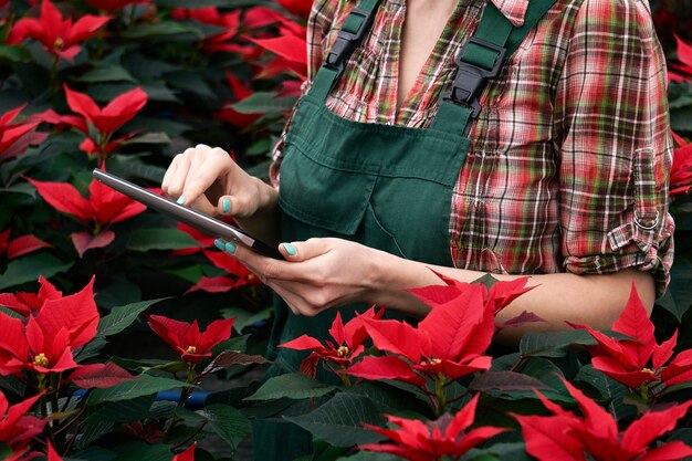 Hände einer Agronomenin, die die Entwicklung des Weihnachtssterns in der Gärtnerei auf einem Tablet festhält