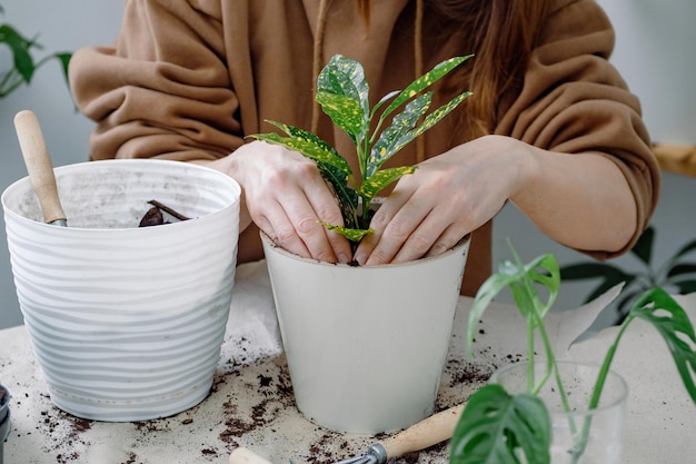Hände einer Frau Blumenerde Codiaeum Goldsonne junge Zimmerpflanze in einem Kunststoff-Blumentopf Hausgartenarbeit