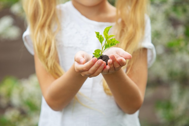 Foto hände einer kindernahaufnahme mit einem jungen grünen sprössling in der natur