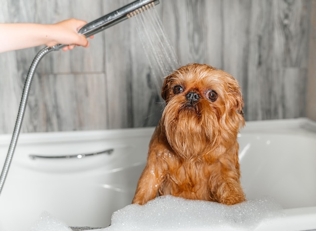 Hände eines Mädchens, das einen Brüsseler Griffon-Hund in der Dusche im Badezimmer wäscht