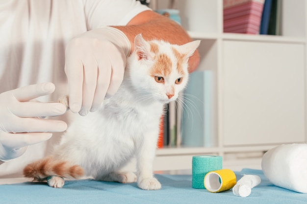 Hände eines männlichen Tierarztes in Handschuhen halten weißes und Ingwerkätzchen auf dem Tisch zur ärztlichen Untersuchung