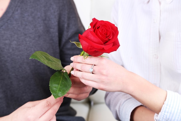 Hände eines verliebten Paares in rote Rose, Nahaufnahme